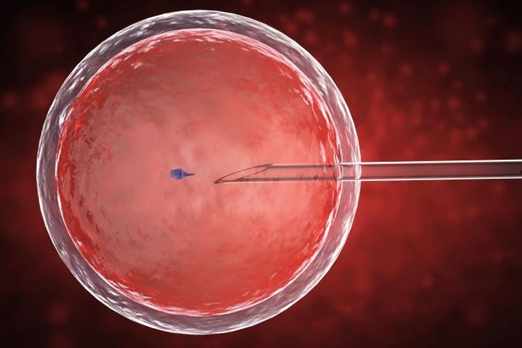 IVF Training Is Not Just for Doctors: Who Can Really Become an Embryologist?